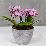 Pink Orchids Plant Vase