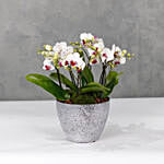 Red Lips Midi Orchids Plant Vase