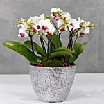 Red Lips Midi Orchids Plant Vase