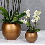 Set Of 3 Orchids Plants In Golden Vases