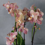 Set Of 3 Peach Orchids Plant Vases