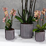 Set Of 3 Peach Orchids Plant Vases