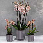 Set Of 3 Peach Orchids Plant Vases