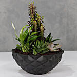 Succulent Garden Bowl