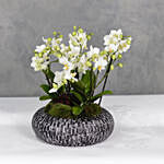 White Orchids Plant Acrylic Bowl