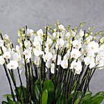 White Orchids Plant Vase