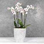 Oval Boat Vase With 6 Red Lips Orchids