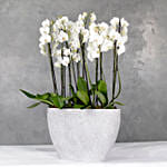 Polystone Capi Boatvase Filled With 12 Orchids