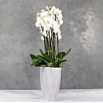 Polystone Capi Boatvase Filled With 12 Orchids