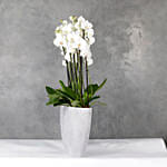 Polystone Capi Boatvase Filled With 12 Orchids