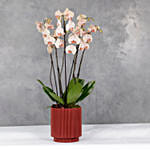 Special Peache Orchids In A Design Acrylick Groove Vase