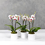 Trio Of Multiflora Orchids