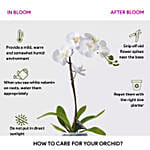 12 Orchid Flower Sticks In Groove Acrylic Bowlvase