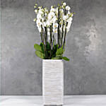 12 Orchidsticks In Polystone Pilar Vase