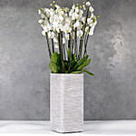 12 Orchidsticks In Polystone Pilar Vase