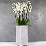 12 Orchidsticks In Polystone Pilar Vase
