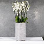 12 Orchidsticks In Polystone Pilar Vase