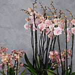 Set Of 3 Peach Orchids Plant Vases