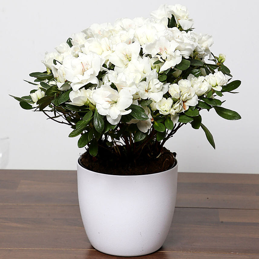 Plants for Sympathy N Funeral Online