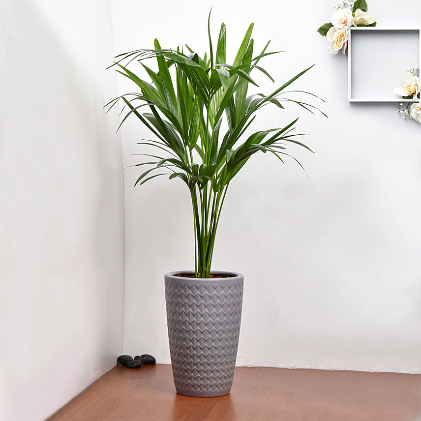 gifts indoor plants uae