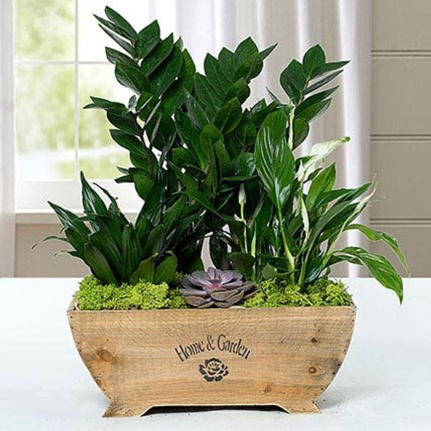 Plants Online for Mother's Day
