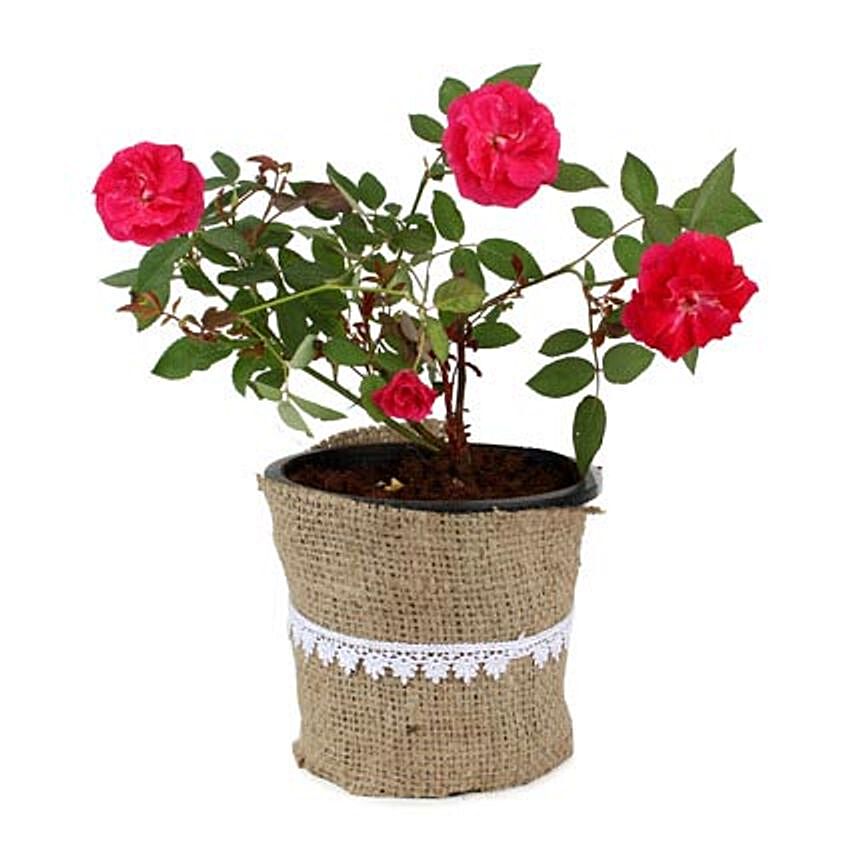 Beautiful Rose Plant