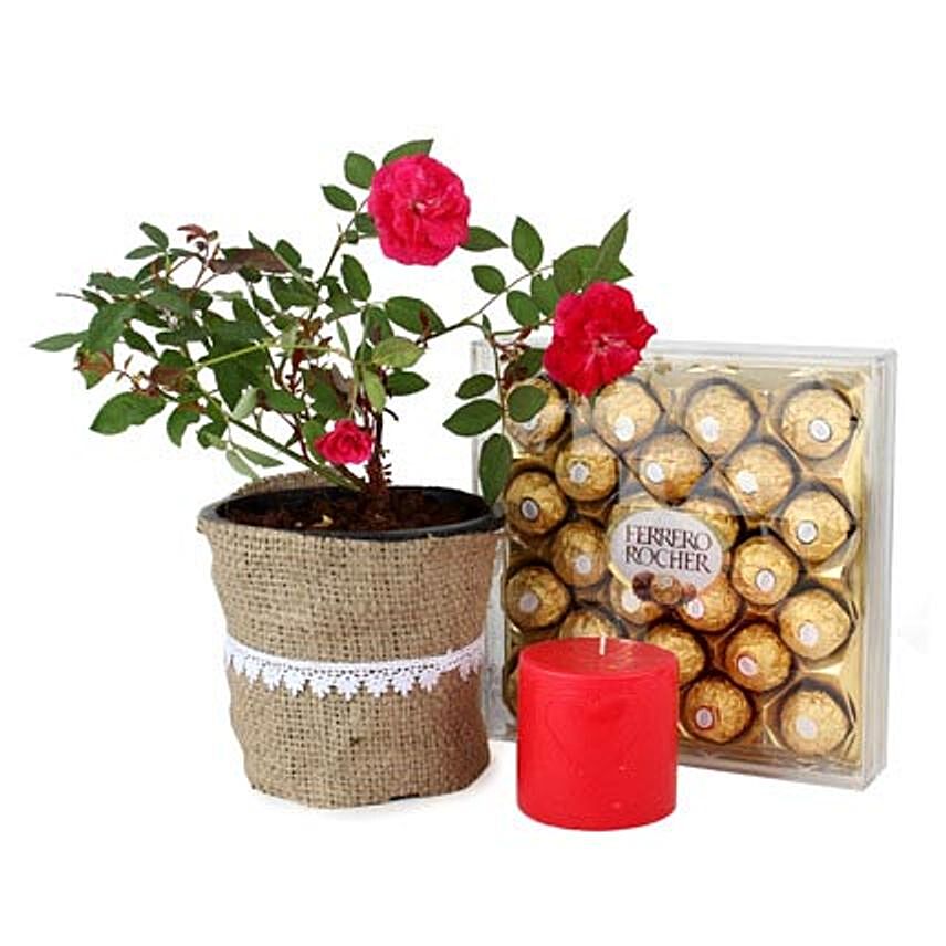 Rose plant with Rocher