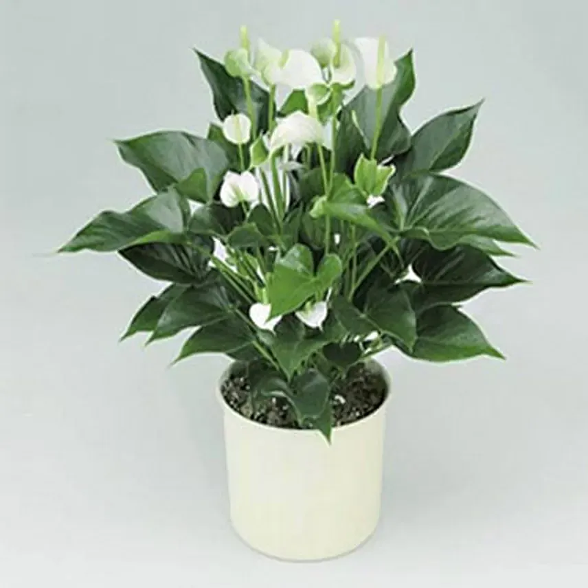 White Anthurium Plant