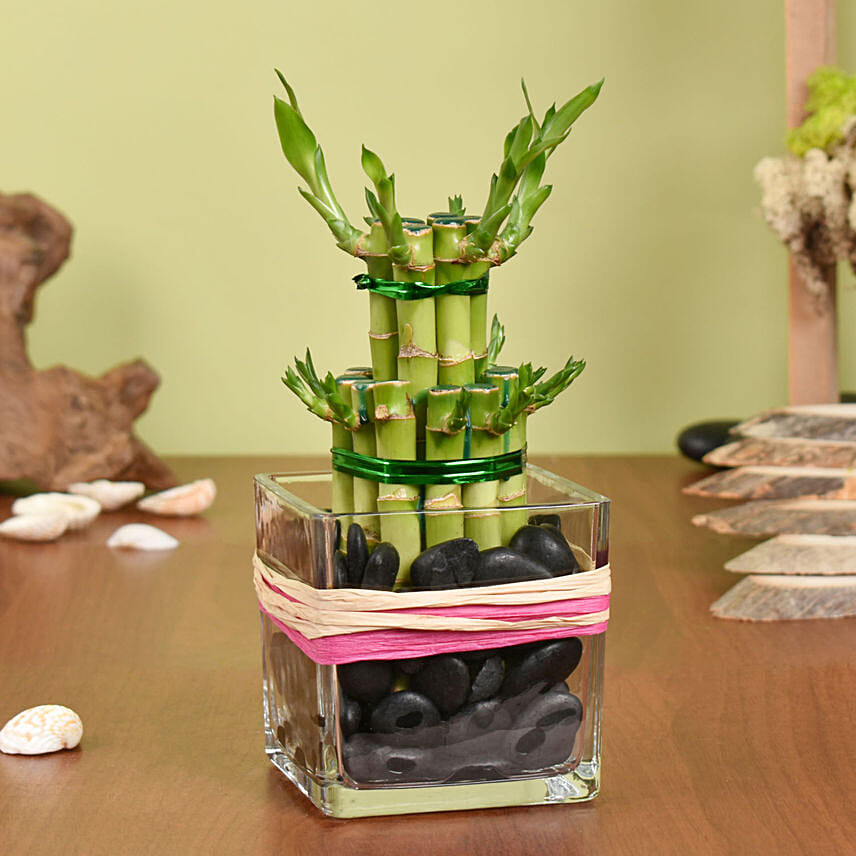 2-layer-lucky-bamboo-plant