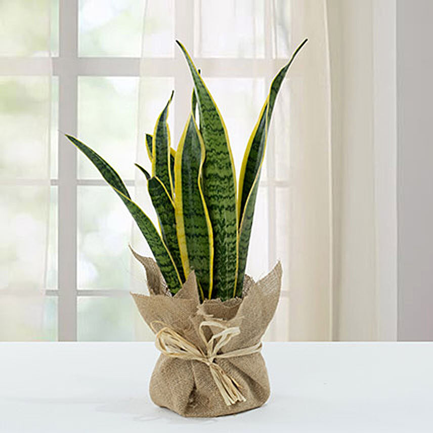 Sanseveria Plant with Jute Wrapping Pot