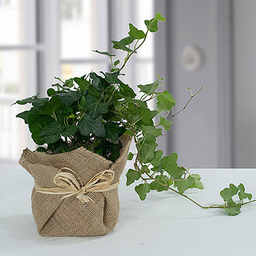 Hedera Plant with Jute Wrapping Pot