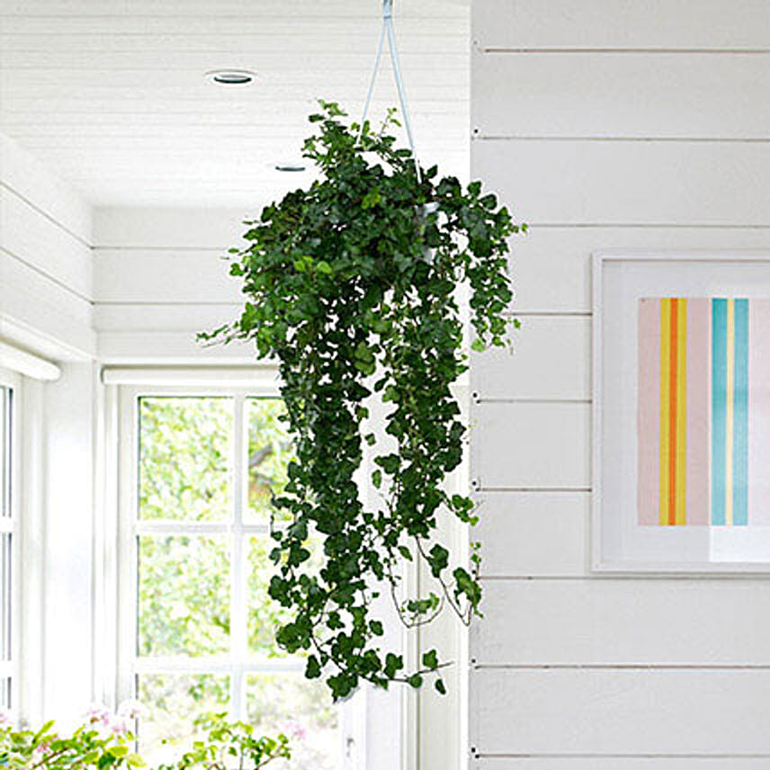 Hanging Hedera Hel Plant