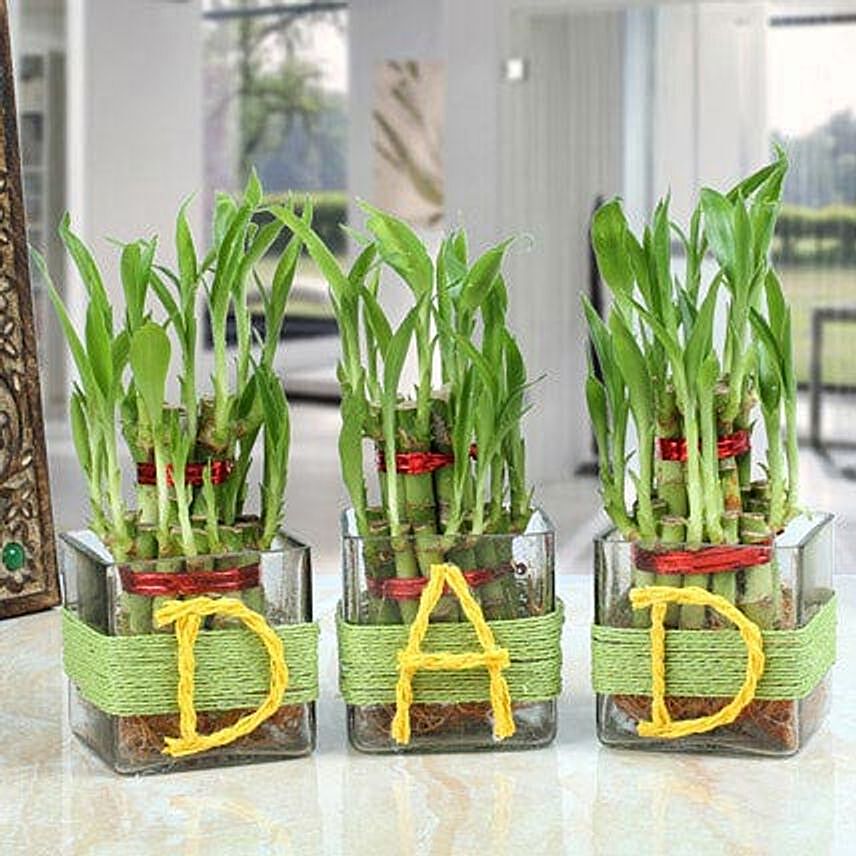 DAD Lucky Bamboo Plants