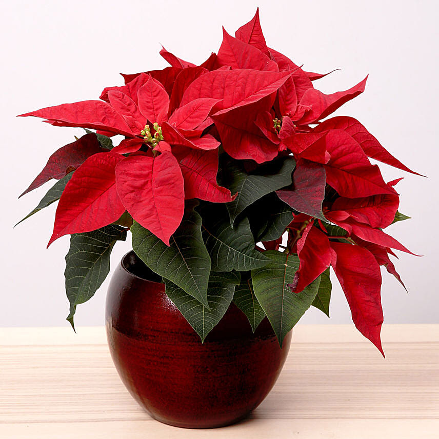 Poinsettia Plant In Oval Vase