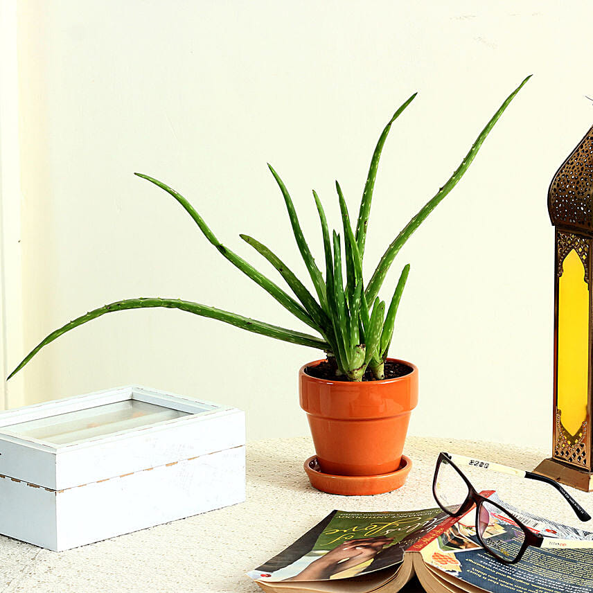 Aloe Vera Plant in Orange Ceramic Pot