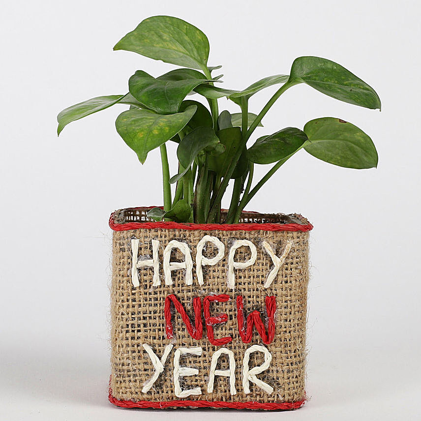 Money Plant In New Year Glass Vase