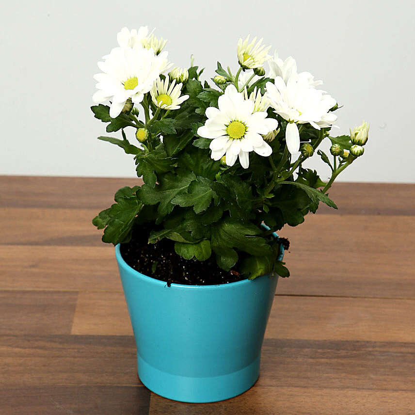 White Chrysanthemums Plant In Blue Ceramic Pot