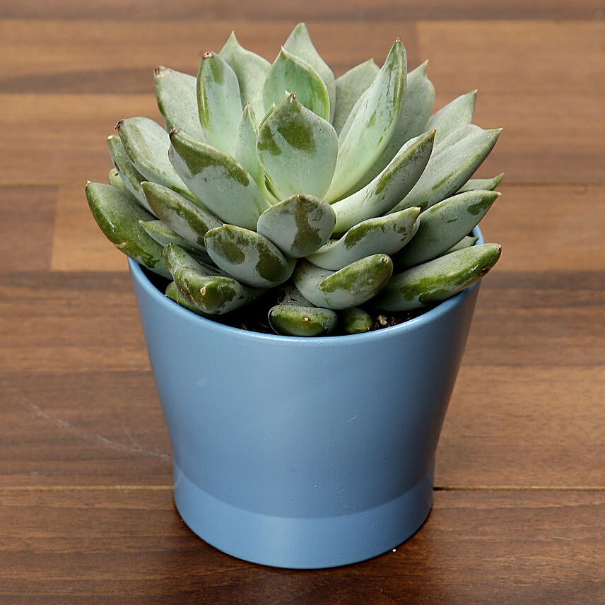 Green Echeveria Plant In Blue Ceramic Pot