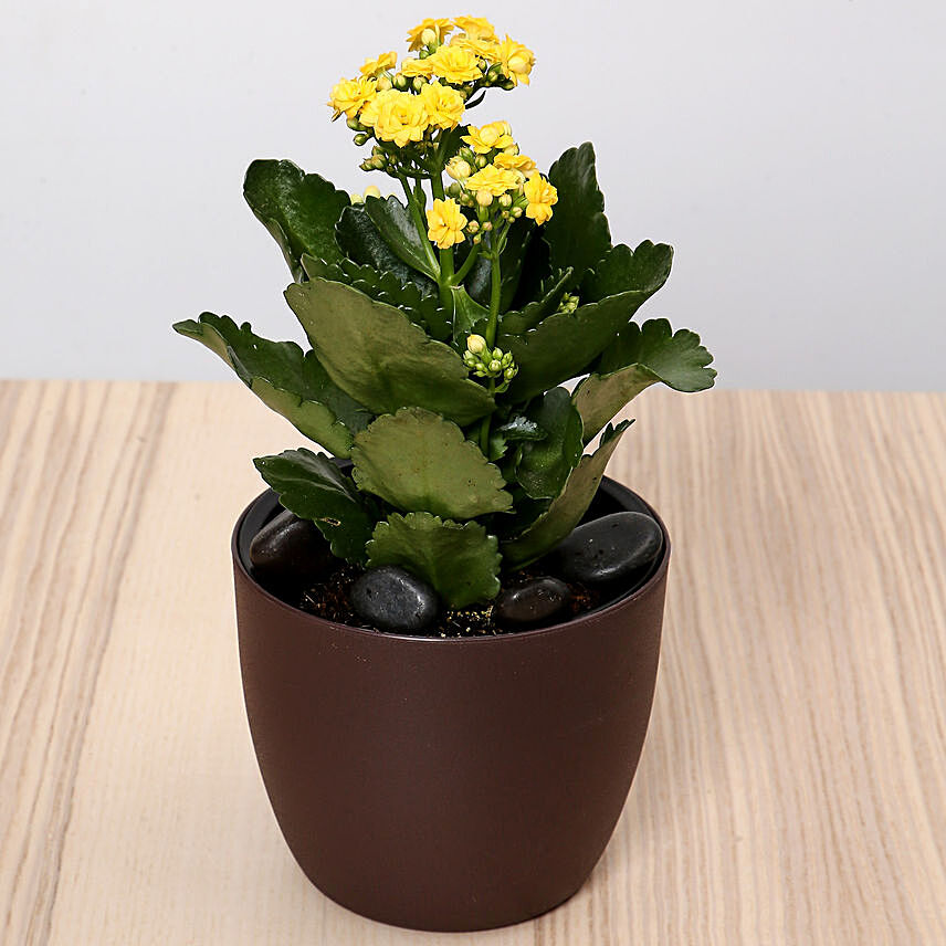 Yellow Kalanchoe Plant In Green Pot