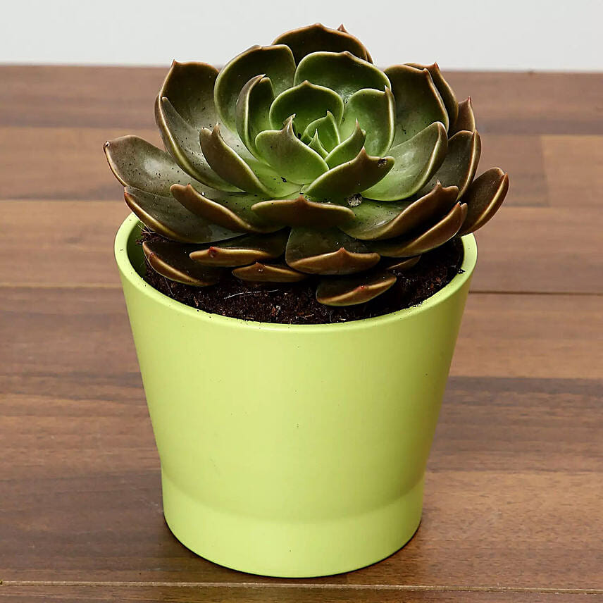 Green Echeveria Plant In Green Ceramic Pot