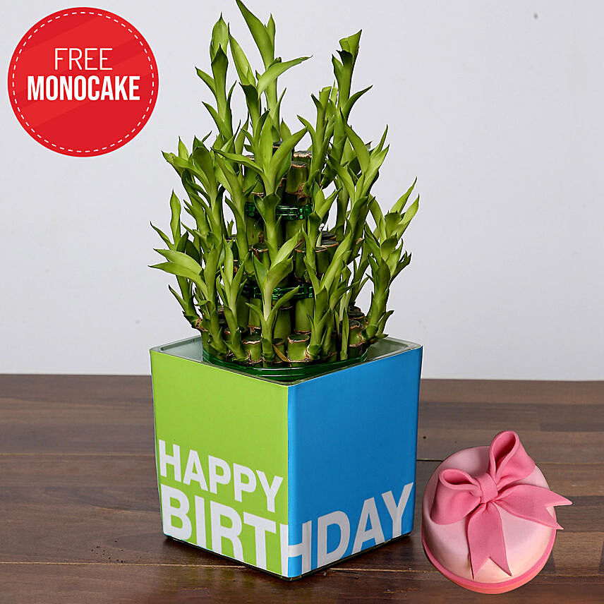 Birthday Special Bamboo Plant and Free Mono Cake