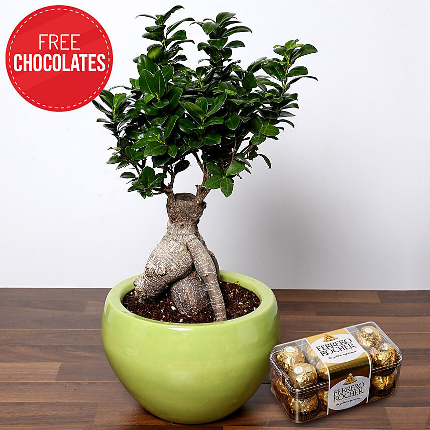 Bonsai Plant and Free Chocolates