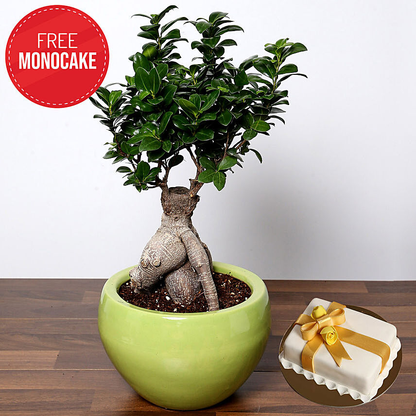 Bonsai Plant and Free Mono Cake