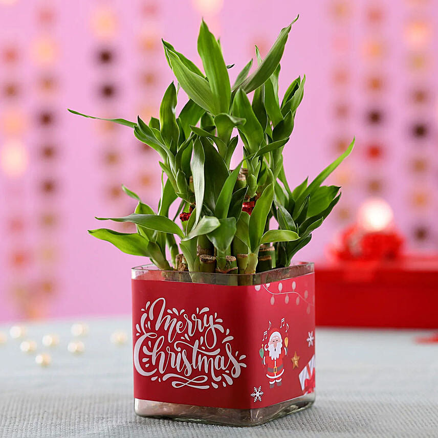 Christmas Good Luck Bamboo Plant