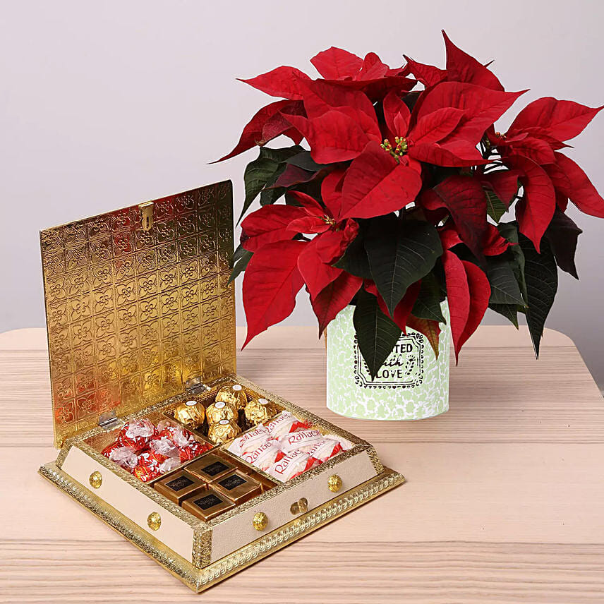 Scrumptious Chocolates and Poinsettia Plant Combo