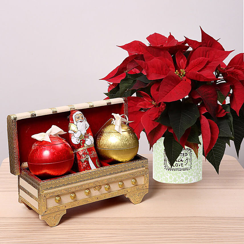 Lindt Milk Chocolates and Poinsettia Plant Combo