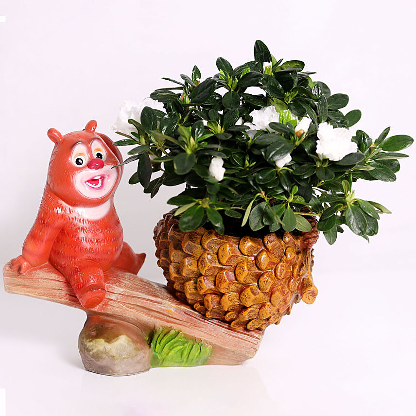 Azalea Plant In Bear Design Pot