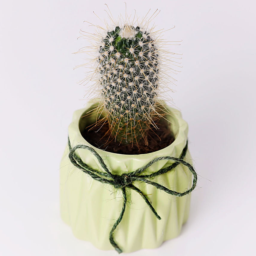 Cactus Plant in Ceramic Pot