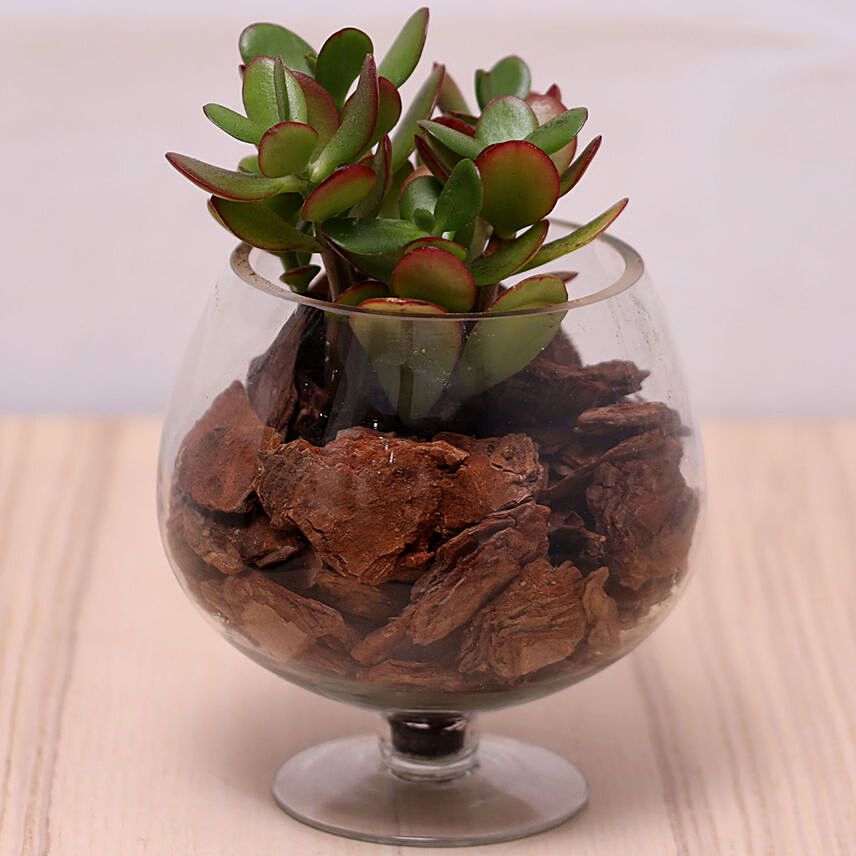 Crassula Plant in Wine Glass