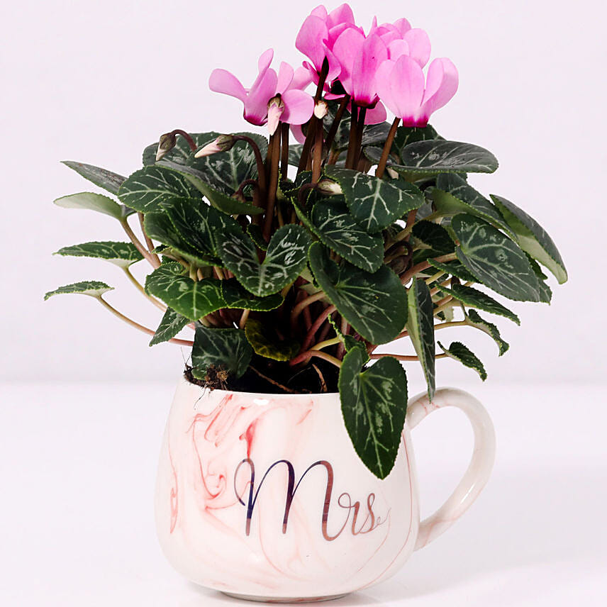 Cyclamen Plant In Ceramic Pot